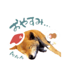 柴犬ハナのスタンプ（個別スタンプ：5）
