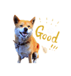 柴犬ハナのスタンプ（個別スタンプ：6）