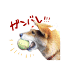 柴犬ハナのスタンプ（個別スタンプ：7）