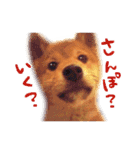 柴犬ハナのスタンプ（個別スタンプ：8）