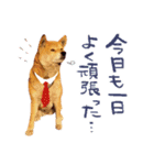 柴犬ハナのスタンプ（個別スタンプ：9）