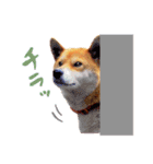 柴犬ハナのスタンプ（個別スタンプ：11）