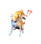 柴犬ハナのスタンプ（個別スタンプ：12）