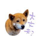 柴犬ハナのスタンプ（個別スタンプ：13）