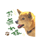柴犬ハナのスタンプ（個別スタンプ：14）