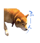 柴犬ハナのスタンプ（個別スタンプ：15）