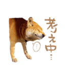 柴犬ハナのスタンプ（個別スタンプ：16）