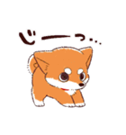 柴犬ハナのスタンプ（個別スタンプ：17）
