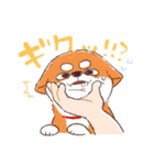 柴犬ハナのスタンプ（個別スタンプ：20）