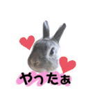 うさスタ✩（個別スタンプ：11）