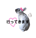 うさスタ✩（個別スタンプ：12）