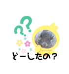 うさスタ✩（個別スタンプ：17）