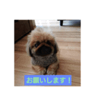 関西ペキニーズ3姉妹（個別スタンプ：1）