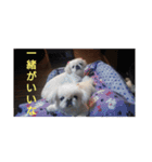 関西ペキニーズ3姉妹（個別スタンプ：2）