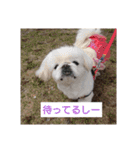 関西ペキニーズ3姉妹（個別スタンプ：3）