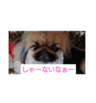 関西ペキニーズ3姉妹（個別スタンプ：5）