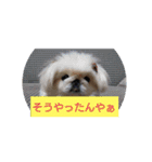 関西ペキニーズ3姉妹（個別スタンプ：6）
