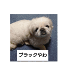 関西ペキニーズ3姉妹（個別スタンプ：7）
