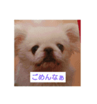 関西ペキニーズ3姉妹（個別スタンプ：8）