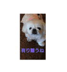 関西ペキニーズ3姉妹（個別スタンプ：9）