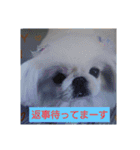 関西ペキニーズ3姉妹（個別スタンプ：11）