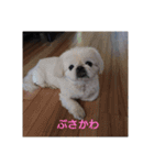 関西ペキニーズ3姉妹（個別スタンプ：12）