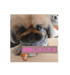 関西ペキニーズ3姉妹（個別スタンプ：13）