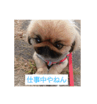 関西ペキニーズ3姉妹（個別スタンプ：14）