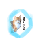 俺、きなり（個別スタンプ：1）
