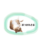 俺、きなり（個別スタンプ：3）