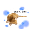 俺、きなり（個別スタンプ：4）