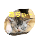 うぇーんと鳴くなみちゃんです。（個別スタンプ：5）