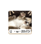 はなまろ（個別スタンプ：1）