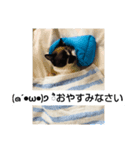 はなまろ（個別スタンプ：2）
