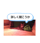 はなまろ（個別スタンプ：8）