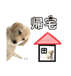 ラブラドール♡ララ♡③（個別スタンプ：3）