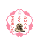 ラブラドール♡ララ♡③（個別スタンプ：13）