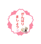 ラブラドール♡ララ♡③（個別スタンプ：14）