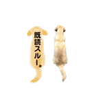 ラブラドール♡ララ♡③（個別スタンプ：22）