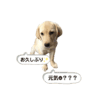 ラブラドール♡ララ♡③（個別スタンプ：30）