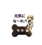 ラブラドール♡ララ♡③（個別スタンプ：31）