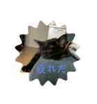 にゃんたあんこ（個別スタンプ：2）