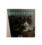 にゃんたあんこ（個別スタンプ：3）