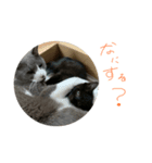 にゃんたあんこ（個別スタンプ：5）