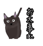 ほっこりリアル黒猫（個別スタンプ：11）