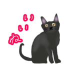 ほっこりリアル黒猫（個別スタンプ：15）