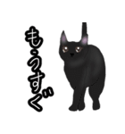 ほっこりリアル黒猫（個別スタンプ：20）