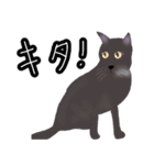 ほっこりリアル黒猫（個別スタンプ：22）