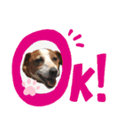 シナモン ジャックラセルテリア（個別スタンプ：2）