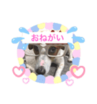 シナモン ジャックラセルテリア（個別スタンプ：3）